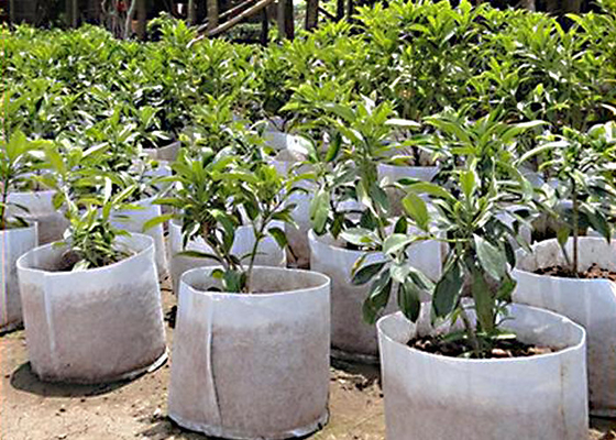 acheter PP / SMS Tissu non tissé Agriculture Anti-UV 3,2 m 4,8 m 6,4 m Largeur personnalisée GSM online manufacture