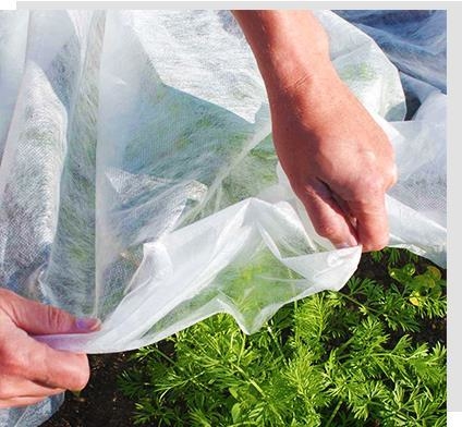 acheter Tissu de contrôle des mauvaises herbes non tissé agricole 6400mm 60gsm online manufacture