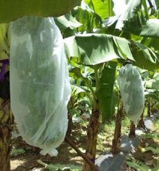 acheter Weed Control Agriculture PP Nonwoven for Planting Customize Weight Color Width Length online manufacture