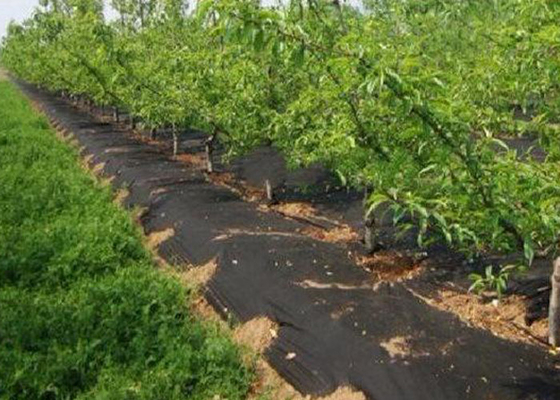 acheter Vert noir non-toxique de tissu de lutte contre les mauvaises herbes de tissu d'agriculture de couverture végétale/paysage online manufacture