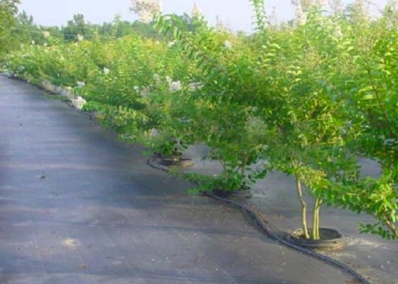 acheter D'agriculture couleur professionnelle de textile tissé non adaptée aux besoins du client pour le tapis de lutte contre les mauvaises herbes online manufacture