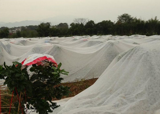 acheter D'agriculture lutte contre les mauvaises herbes traitée aux UV imperméable du petit pain 4% de textile tissé non online manufacture