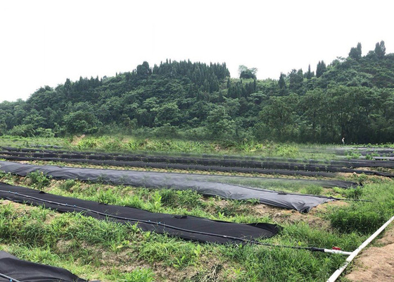 acheter Tissu biodégradable non tissé hydrophile 50cm | largeur de 200cm pour la couverture végétale online manufacture