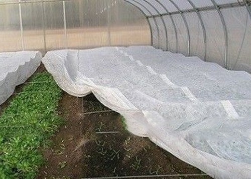 Tissu non tissé pour l'agriculture moderne 100-600 mm Largeur 0,5-1,5 mm Épaisseur
