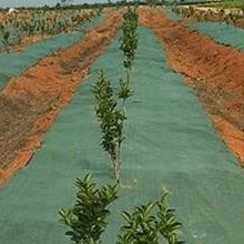 Tissu anti-herbivores non tissé couvre le sol durable et respirant pour les jardins et les fermes