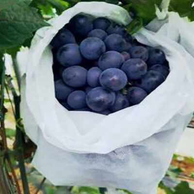 Banane de raisin Manches de fruits non tissées agricoles respirantes pour les sacs d'emballage