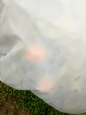 Nom